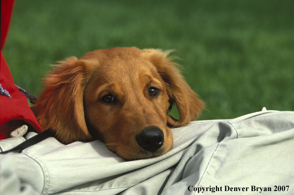 Golden Retriever resting with owner.
