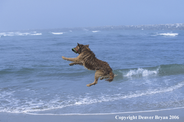Golden Retriever playing catch at ocean.