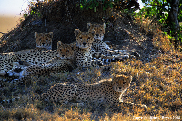 Mother Cheetah with young in habitat