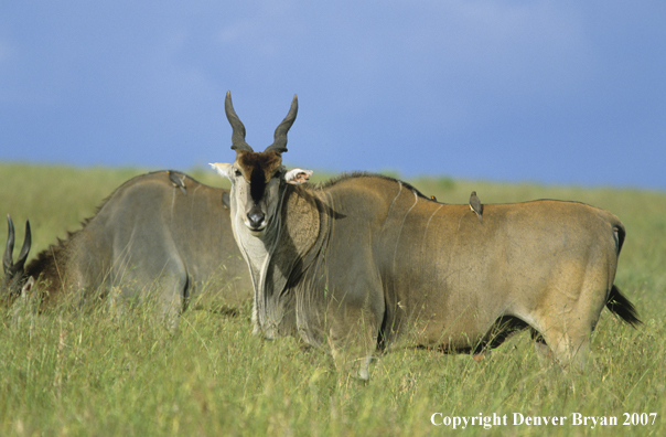 African Eland in field.