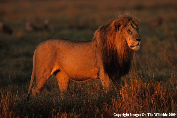 African Lion