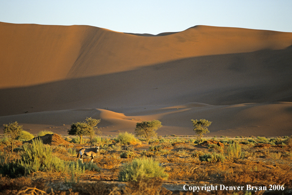 African Oryx in desert.