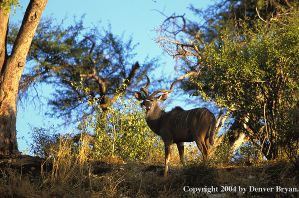 Kudu bull in bush.  Kenya, Africa.