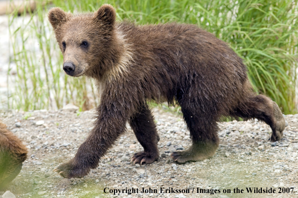 Brown Bear cub