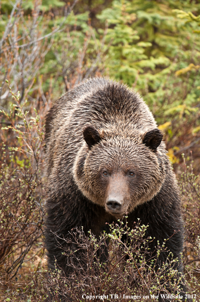 Grizzly Bear in habitat.