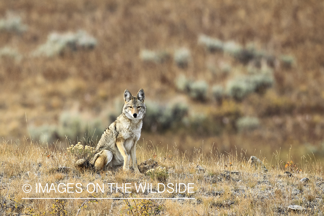 Coyote in habitat.