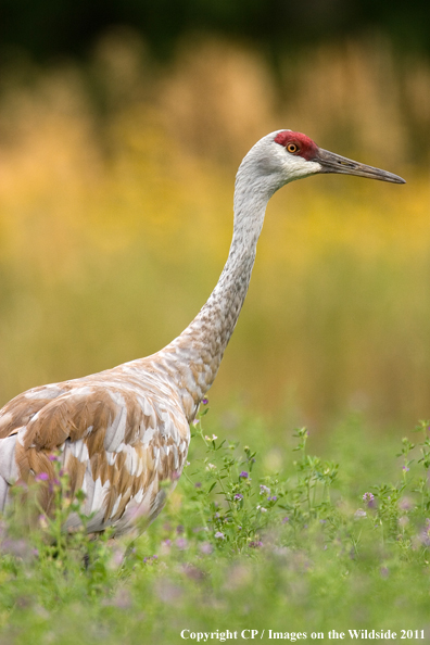 Sandhill Crane in habitat. 
