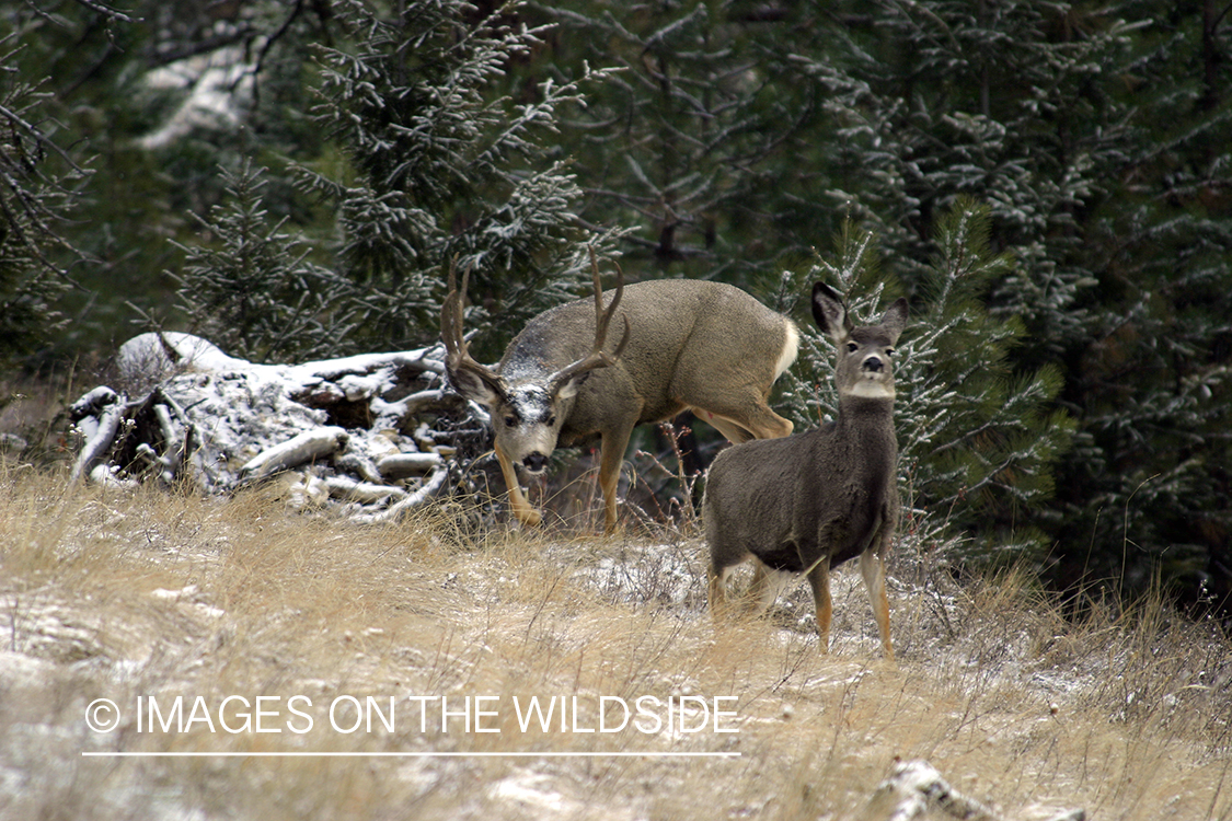 Mule deer chasing doe