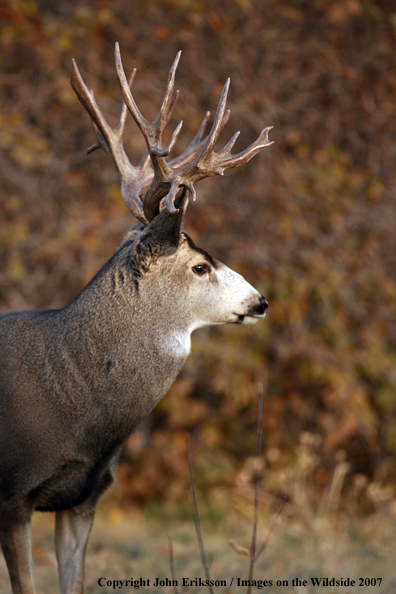Mule deer 