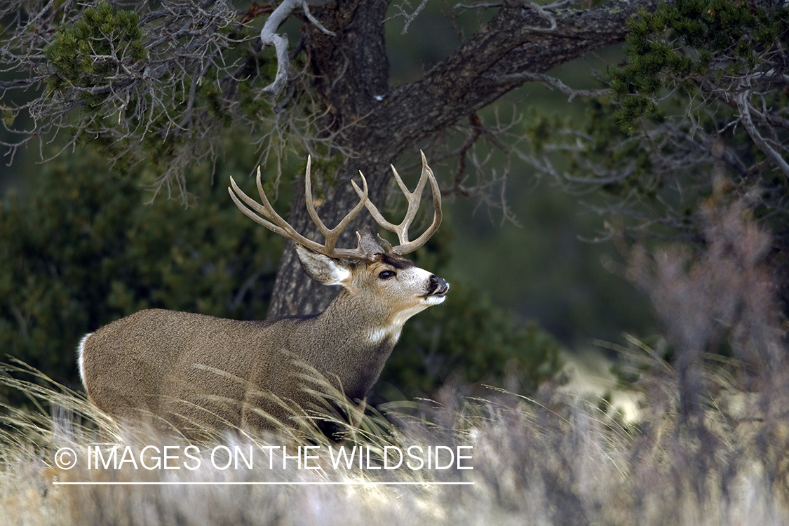 Mule deer 
