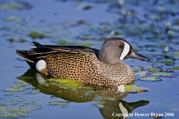 Close-up of a Blue-winged Teal drake.
