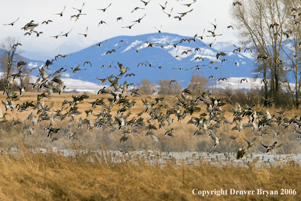 Mallard flock in flight