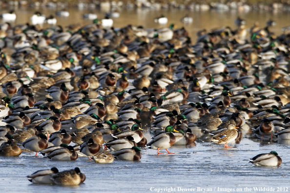 Flock of mallards on ice. 