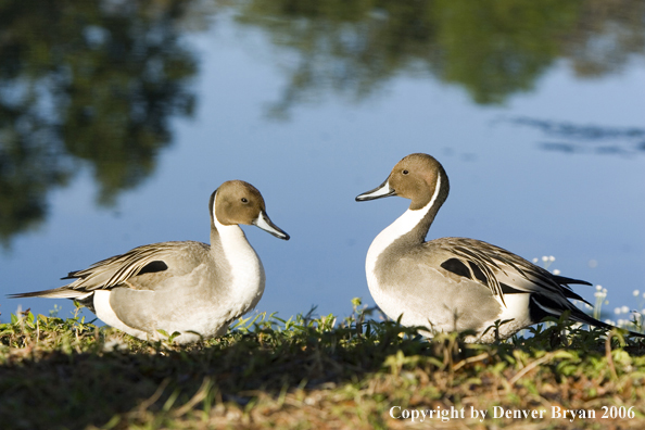 Pintail ducks.