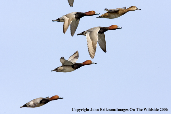 Redhead ducks in habitat.