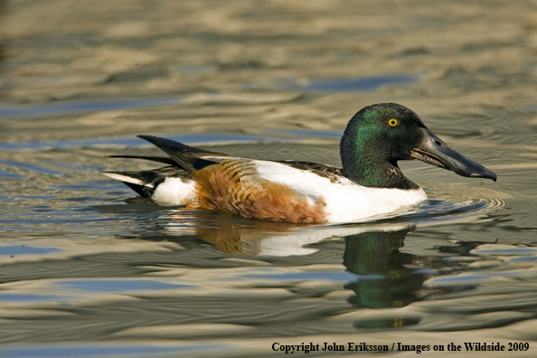 Shoveler in habitat
