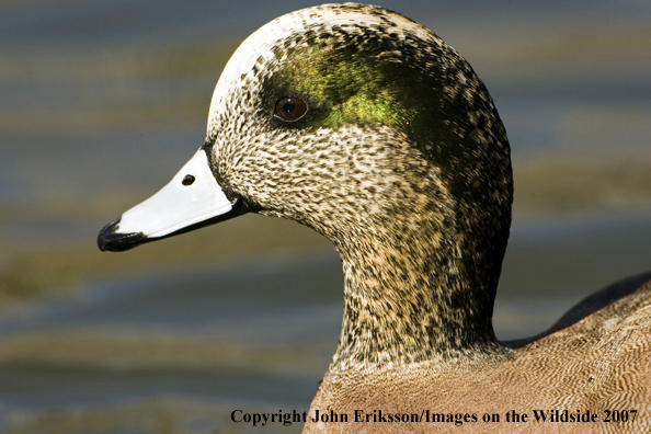 Wigeon duck