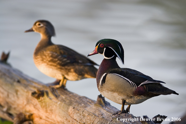 Wood duck pair on log.