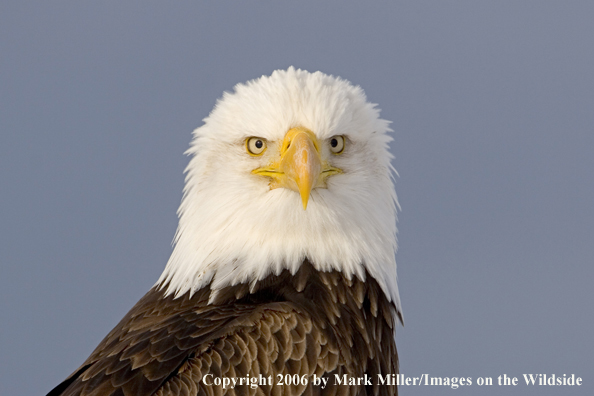 Bald Eagle in habitat.