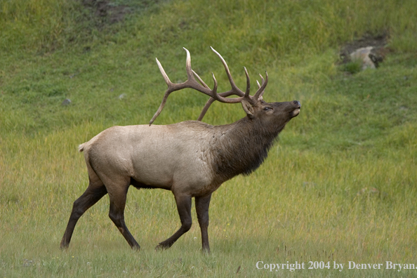 Rocky Mountain bull elk bugling.