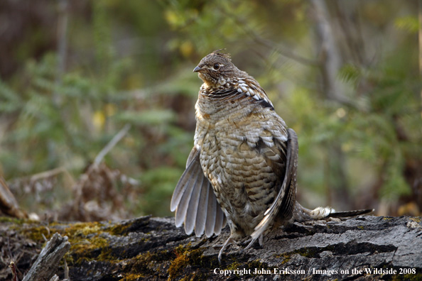 Ruffed Grouse 