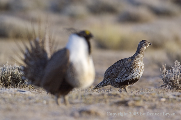 Sage grouse displaying on booming ground with female in the background.