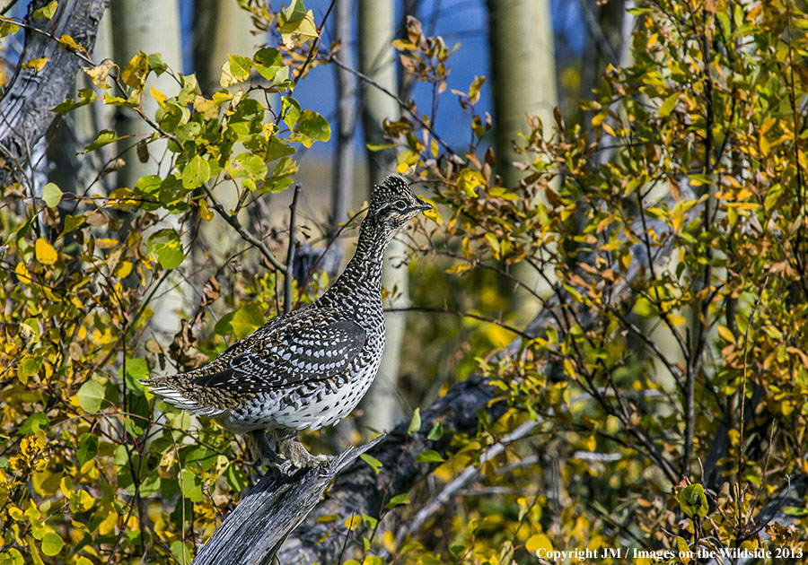 Alaskan sharp-tailed grouse in habitat.