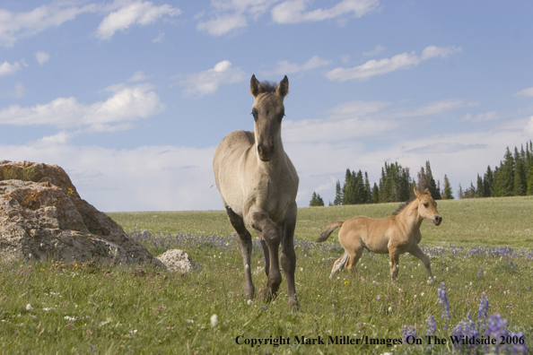 Wild horses in habitat.