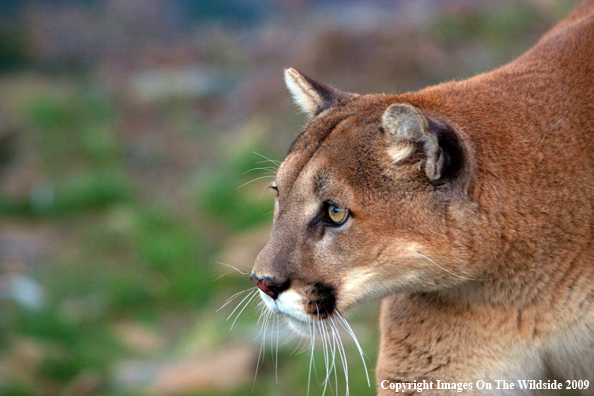 Mountain Lion in habitat