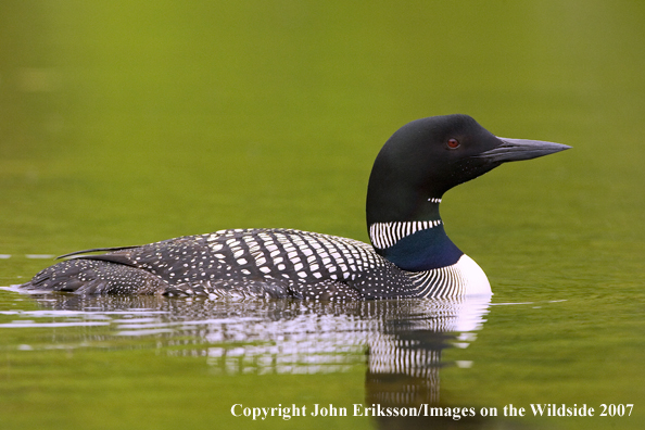 Loon in habitat
