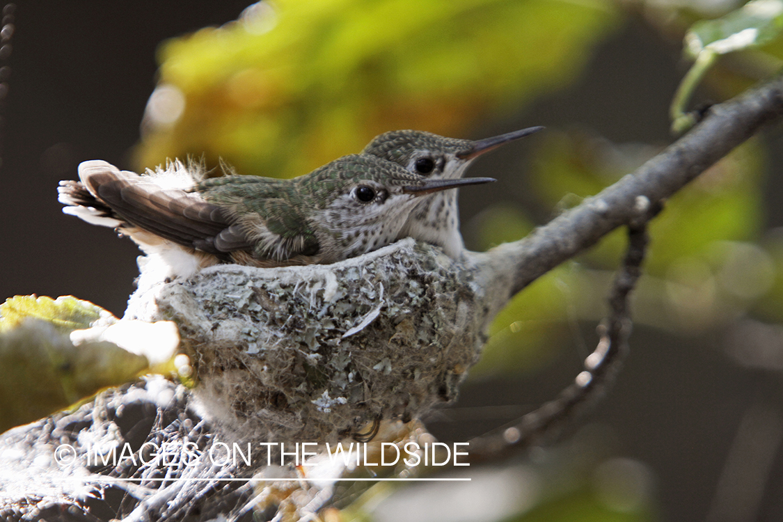 Calliope Hummingbird fledglings in nest.