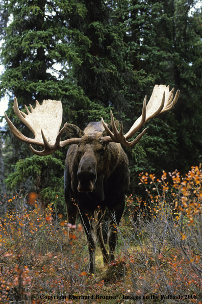 Moose in habitat