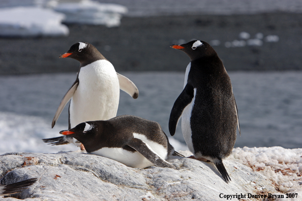 Gentoo Penguin in habitat