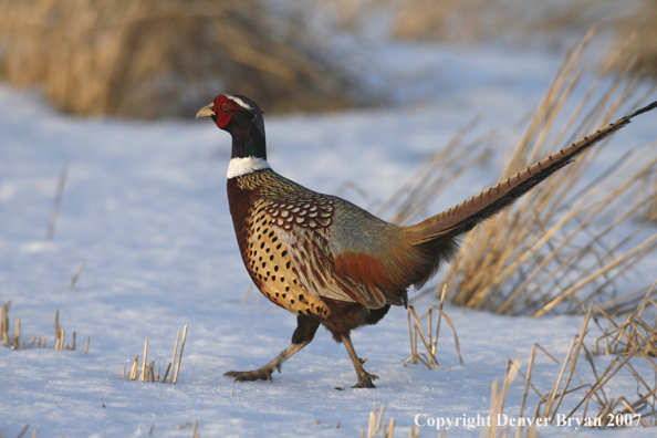 Ring-necked pheasant in habitat