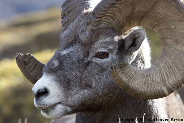 Rocky Mountain bighorn sheep (ram).