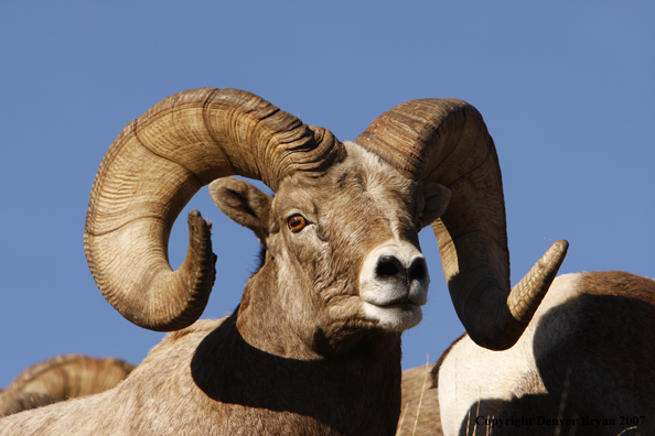 Rocky Mountain Big Horn Sheep