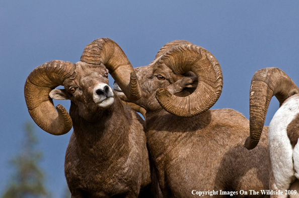 Rocky Mountain Bighorn Sheep