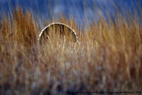 Rio Grande Turkey in habitat