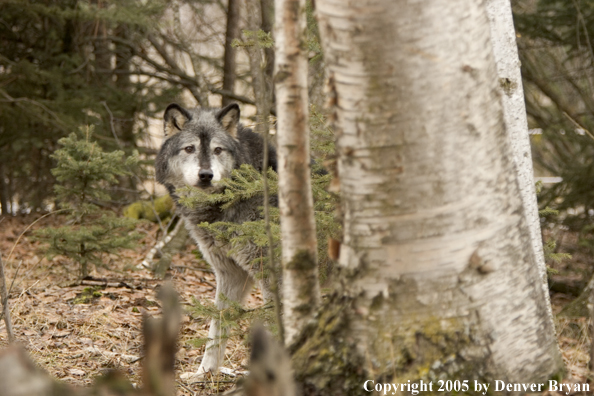 Gray wolf (black phase) in habitat.