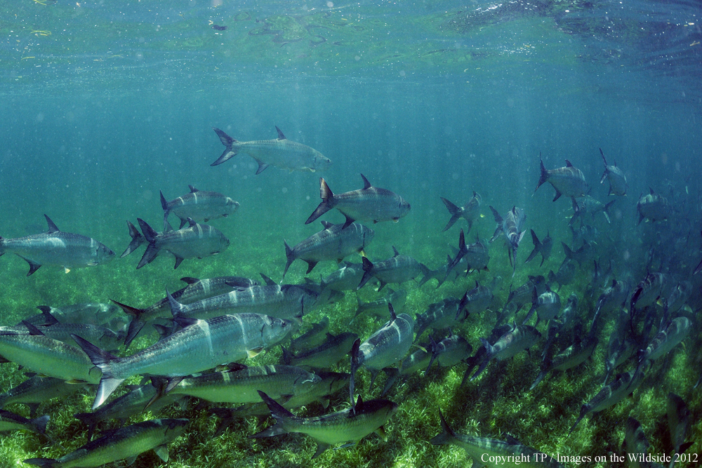 Tarpon in water. 