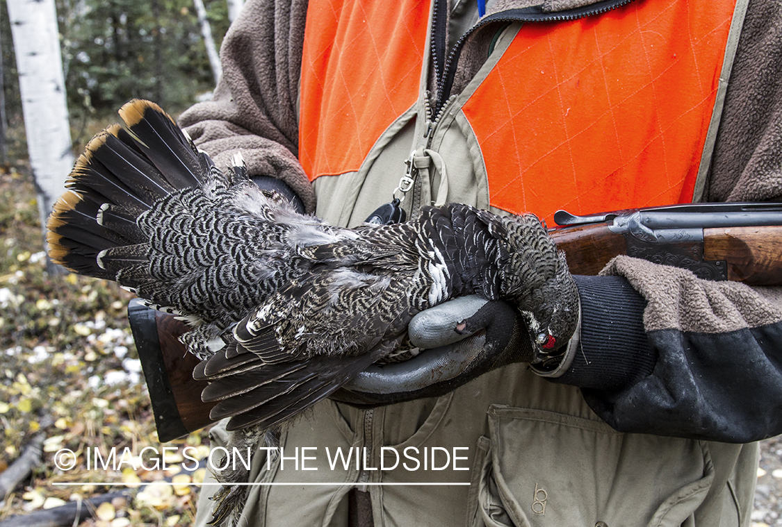 Upland bird hunter with bagged spruce grouse. 