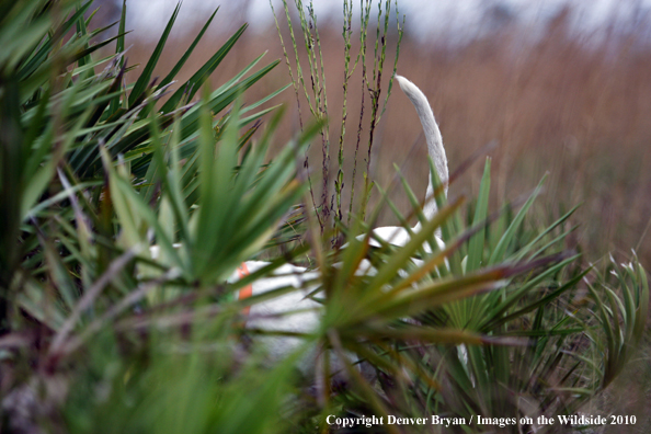  English Pointer in field