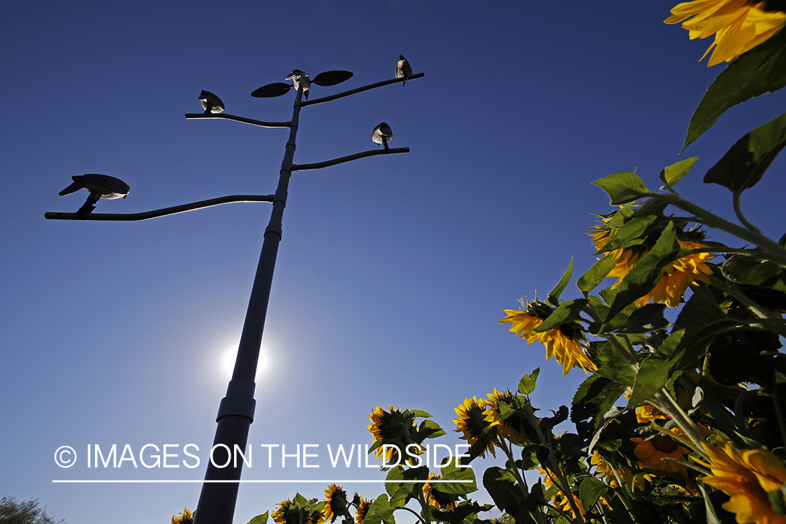 Dove decoy on tree stand in sunflower field.