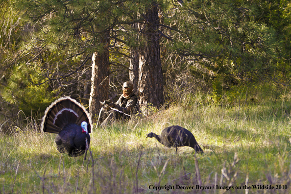 Hunter with (Merriam's) turkey in sights