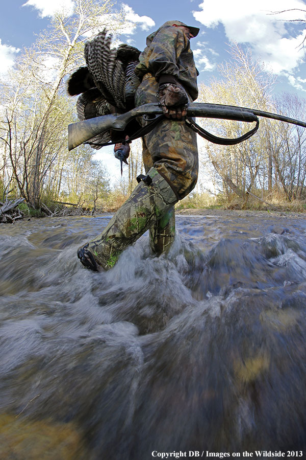 Turkey hunter in field with bagged turkey.
