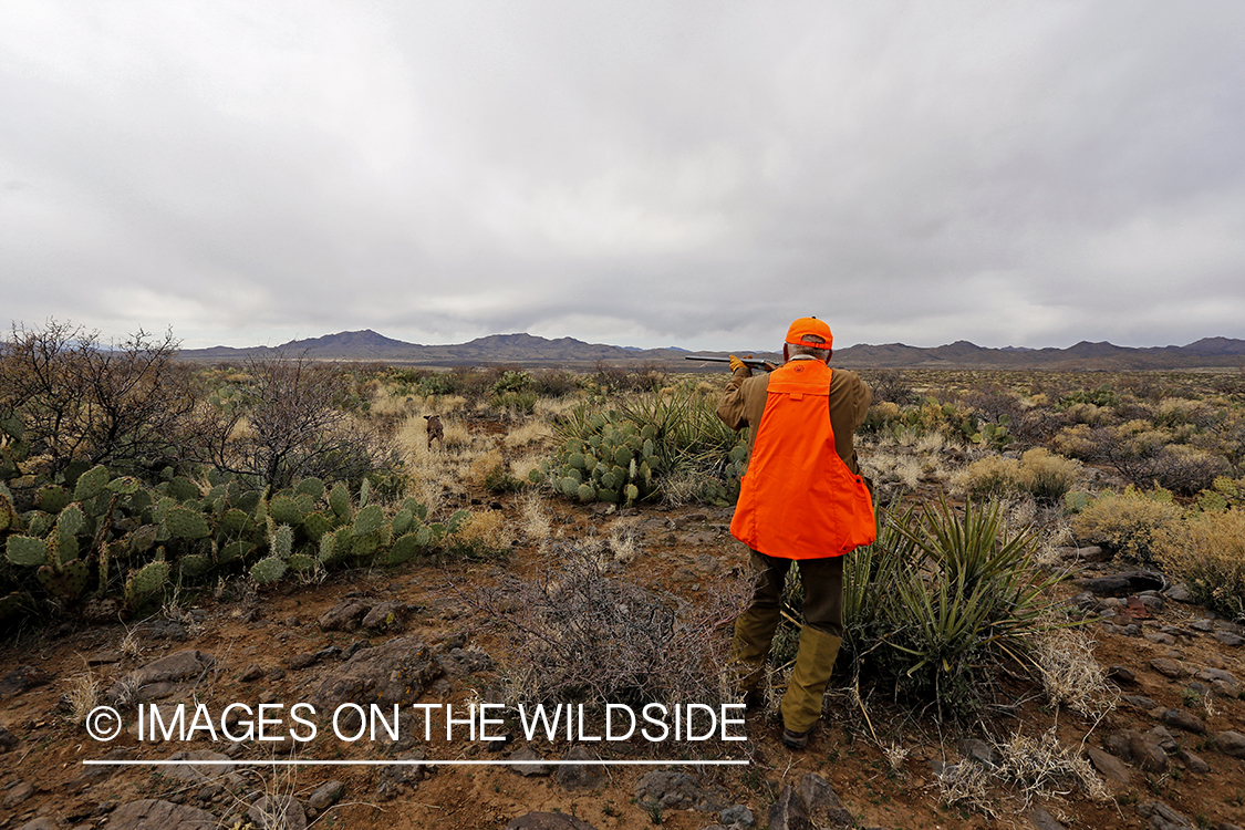 Quail hunter shooting at flying Gambel's Quail.