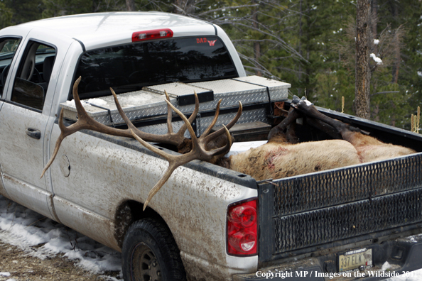 Bagged elk in back of pick-up truck.