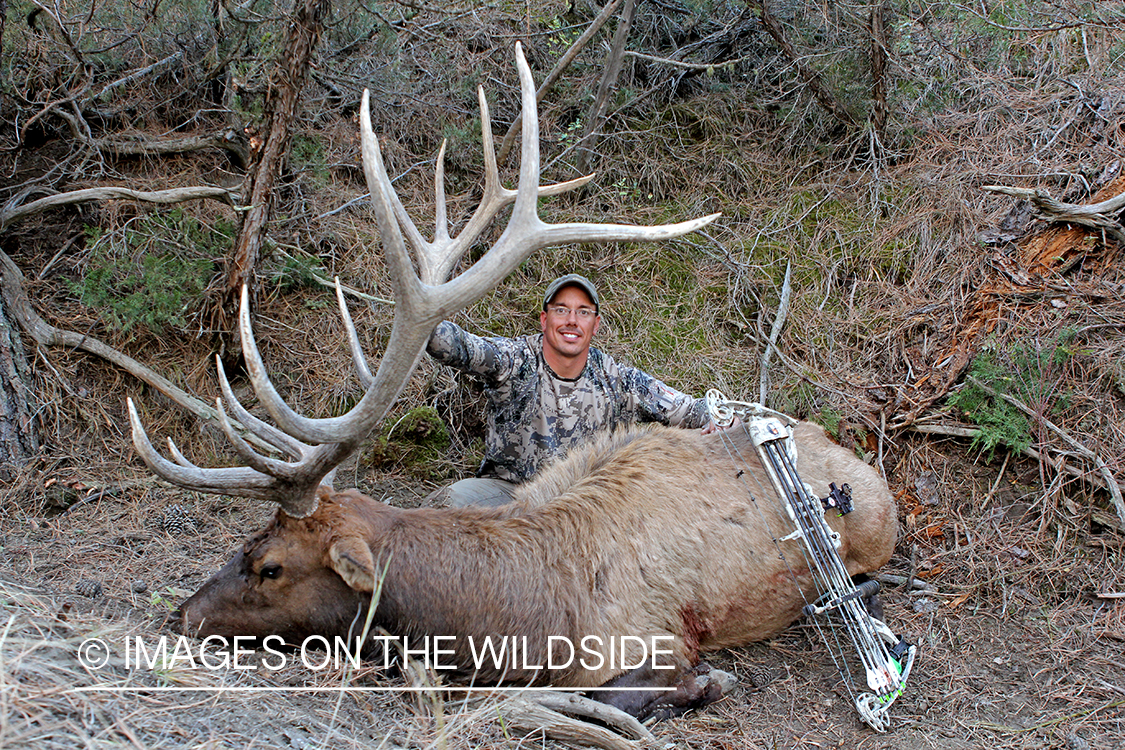 Bow hunter with bagged bull elk.