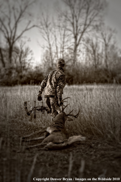 Bowhunter with Whitetail Deer (Original image # 11049-015.10D)
