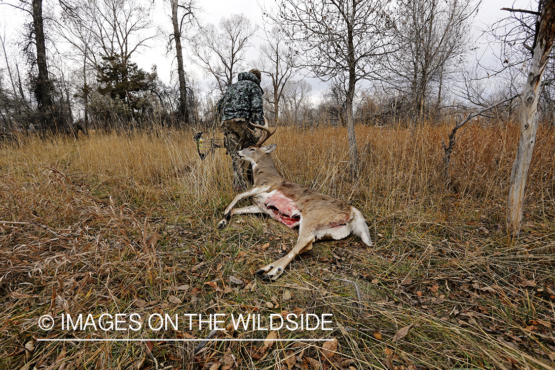 Bowhunter dragging bagged white-tailed buck.